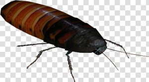 Madagascar Hissing Roaches Png   Png Download   Hissing Cockroach Png  Transparent Png