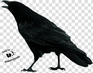 Crow Free Download Png   Crow Cut Out  Transparent Png