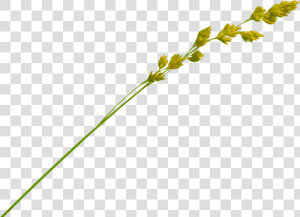 Grass Straw Png   Hay Straw Png  Transparent Png