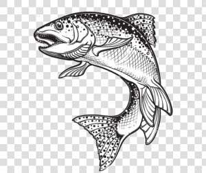 Rainbow Trout Drawing Sketch Vector Graphics Illustration   Rainbow Trout Trout Silhouette  HD Png Download