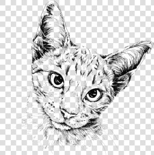 Cat Drawing Painting Illustration   Cat Drawing Transparent Background  HD Png Download