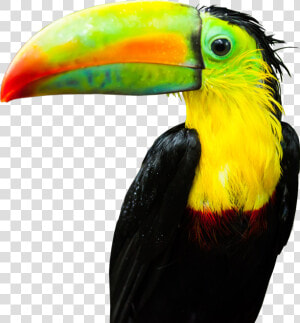 Tucan Png  Transparent Png