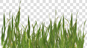 Grass Png Image  Green Picture   Png Grass  Transparent Png