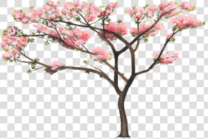 Tabebuia Rosea Png  Transparent Png