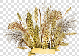 Grown  Cultivation  Wheat Drawing Image  HD Png Download