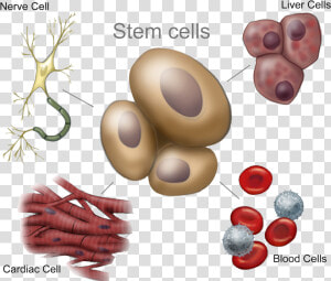 Adult Stem Cells   Animal Stem Cells  HD Png Download