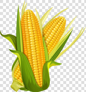 Maize Ear Corncob Popcorn   Cartoon Corn Png  Transparent Png