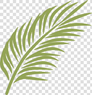 Branch Arecaceae Clip Art Banana Leaf Transprent Ⓒ   Palm Sunday Leaves Clipart  HD Png Download