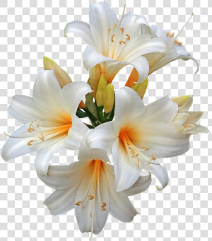 Belladonna  Lilies  Easter Lilies  Fragrant  Cut Out   Easter Lily Png  Transparent Png