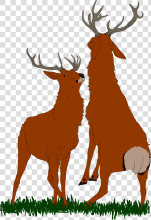 Bull Elk Png   Antler  Transparent Png