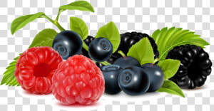 Vector Fruits Berries   Berries Clipart  HD Png Download