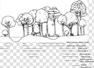 Lowland Vegetation Distributions Associated With Varying   Sketch  HD Png Download