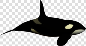 Seaworld Png  Transparent Png