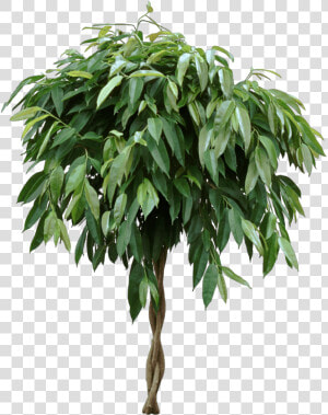 Ficus Amstel King   Ficus  HD Png Download