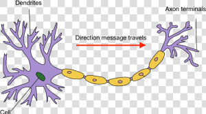 Neuron Hand tuned   Biopsychology Structure Of A Neuron  HD Png Download