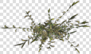 Png Designs Bamboo   Twig  Transparent Png