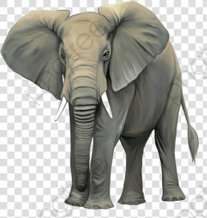 Elephant Clipart Realistic Transparent   Elephant Wild Animals Clipart  HD Png Download