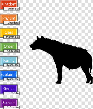 Image   Spotted Hyena Taxonomy  HD Png Download