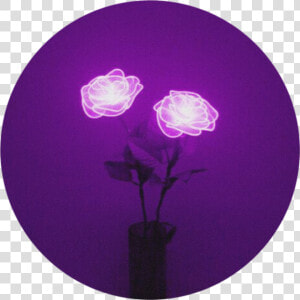  lights  rose  purple  flower  aesthetic  purpleaesthetic   Purple Aesthetic  HD Png Download