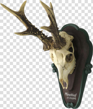 Vintage German Roe Deer Skull Mount   Skull  HD Png Download