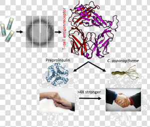 Image Type 1 Diabetes And The Immune System   Graphic Design  HD Png Download