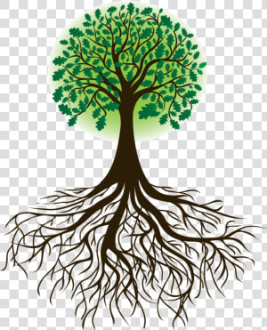 Tree And Roots   Tree With Root  HD Png Download