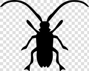 Asian Longhorned Beetle Beatle   Asian Longhorned Beetle Png  Transparent Png