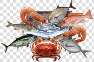 Chesapeake Blue Crab   Png Download   Red Snapper Fish  Transparent Png