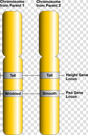 Gene Loci And Alleles   Locus Allele  HD Png Download