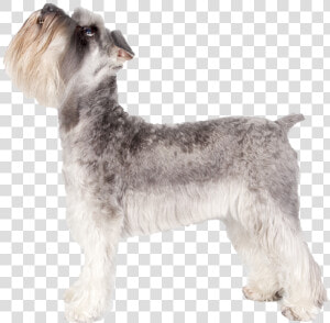 Standard Schnauzer  HD Png Download