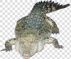 Crocodile Alligator Png Transparent Image   Crocodile Transparent  Png Download