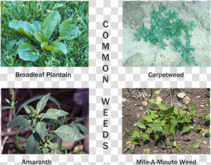 Picture   Plantain Weeds  HD Png Download