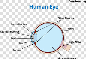 Human Eye   Teachoo  HD Png Download