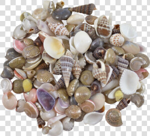 Indian Mix Assorted Craft Seashells Tiny Up To   Shell  HD Png Download