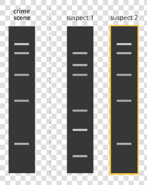 Transparent Fingerprints Clipart   Crime Scene Dna Fingerprint  HD Png Download