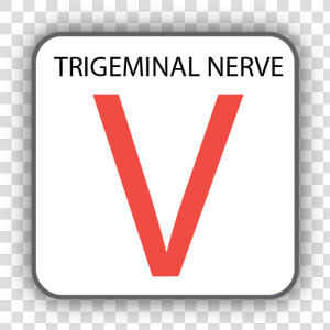 Cranial Nerve V  HD Png Download