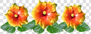 Hibiscus  Flowers  Arrangement  Tropical  Garden   Tropical Orange Flowers Transparent Background  HD Png Download