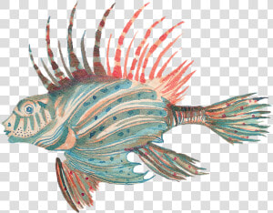 Lionfish   Png Download   Lionfish  Transparent Png