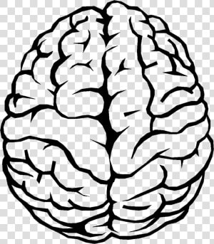 Brain Outline Png Image   Brain Clipart  Transparent Png