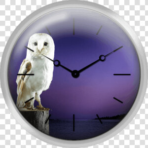 Barn Owl Standing On Log With Sunset Background   Snowy Owl  HD Png Download