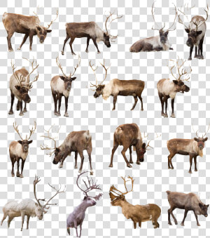 Reindeer Png Transparent Image   Reindeer Png Transparent  Png Download