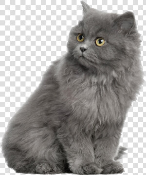 Gray Horse Shorthair Dog British Cat Persian Clipart   Alhambra  HD Png Download