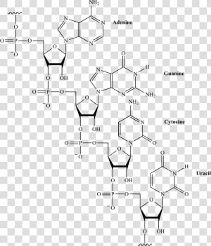 Organic Structure Of Rna  HD Png Download