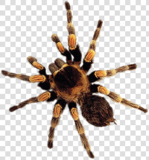 Wolf Spider Png   Png Download   Wolf Spider  Transparent Png