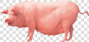 Pig Farming Clip Art   Pig Farm Png  Transparent Png