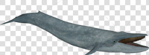 Blue Whale Model   Common Bottlenose Dolphin  HD Png Download