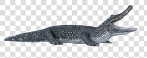  cocodrilo   Caiman Con Fondo Blanco  HD Png Download