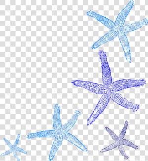 Colorful Seashell Clipart Png   Starfish Border Clipart  Transparent Png