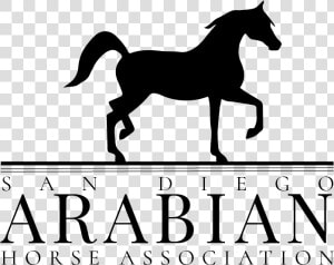 Arabian Show Horse Logo   Png Download   Arabian Horse Association Logo  Transparent Png