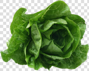 Romaine Lettuce   Lettuce Scientific Name  HD Png Download